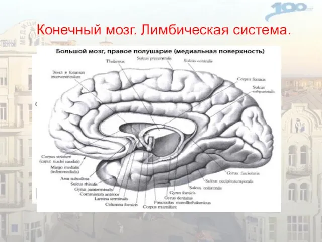 Конечный мозг. Лимбическая система.
