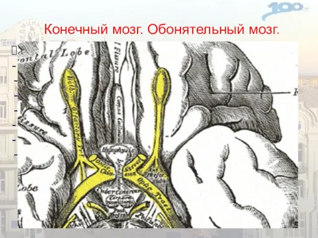 Конечный мозг. Обонятельный мозг. Периферический отдел: - Обонятельная луковица; Обонятельный тракт;