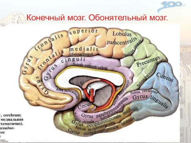 Конечный мозг. Обонятельный мозг. Центральный отдел: сводчатая извилина, гиппокамп, зубчатая извилина,