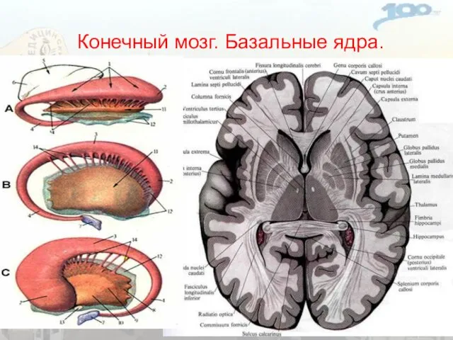 Конечный мозг. Базальные ядра. Ограда Миндалевидное тело Чечевицеобразное ядро Хвостатое ядро