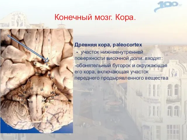 Конечный мозг. Кора. Древняя кора, paleocortex - участок нижневнутренней поверхности височной