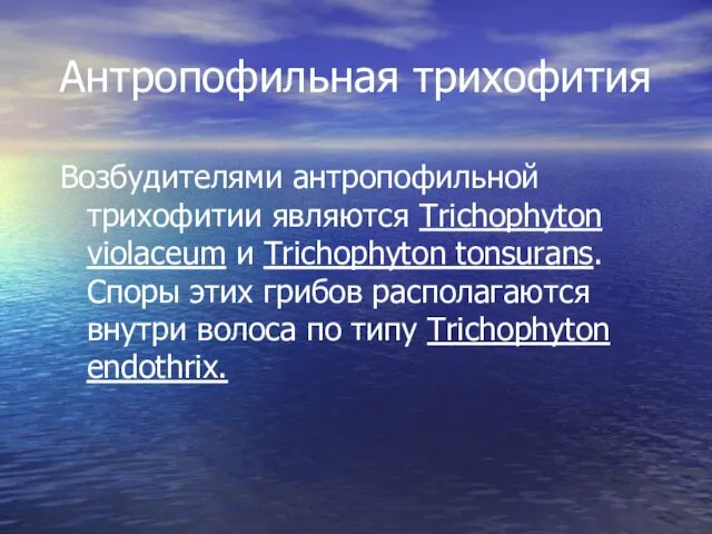 Возбудителями антропофильной трихофитии являются Trichophyton violaceum и Trichophyton tonsurans. Споры этих