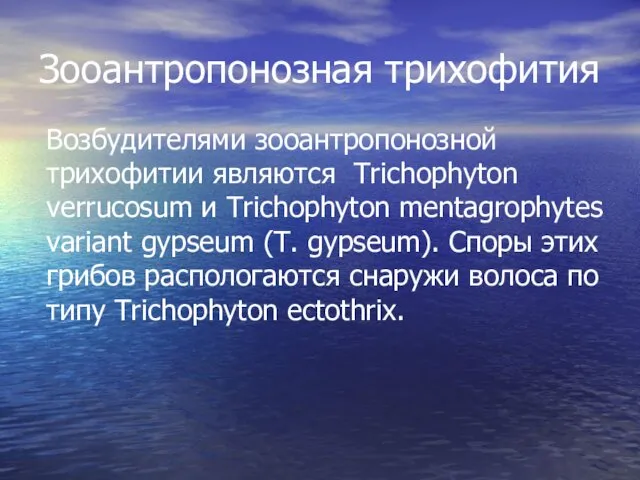 Зооантропонозная трихофития Возбудителями зооантропонозной трихофитии являются Trichophyton verrucosum и Trichophyton mentagrophytes