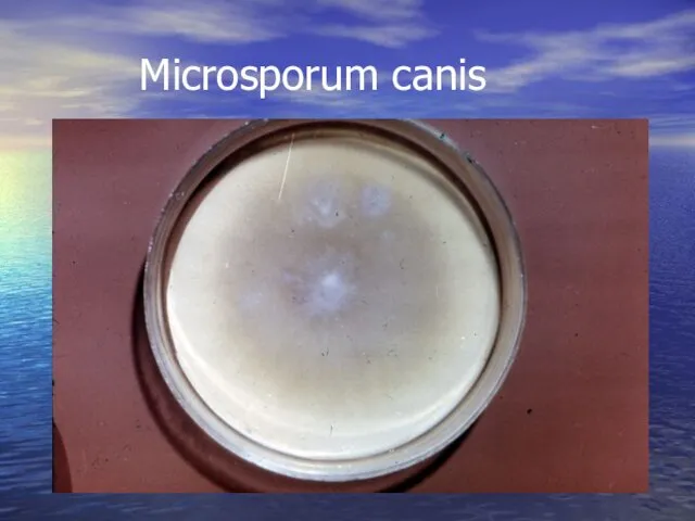 Microsporum canis