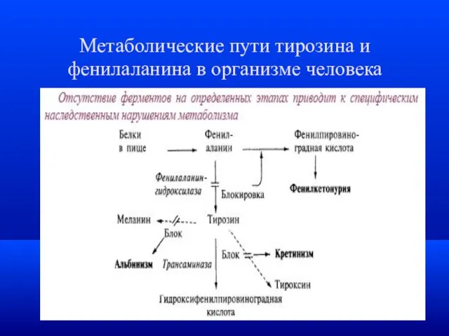 Метаболические пути тирозина и фенилаланина в организме человека