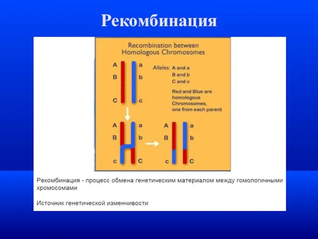 Рекомбинация