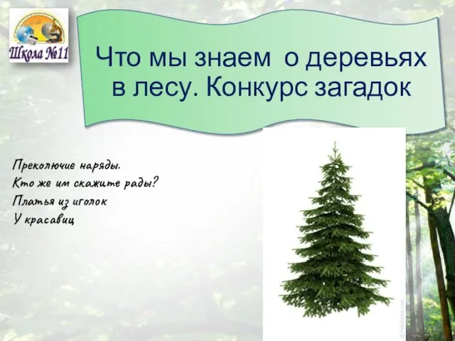 Что мы знаем о деревьях в лесу. Конкурс загадок Преколючие наряды.