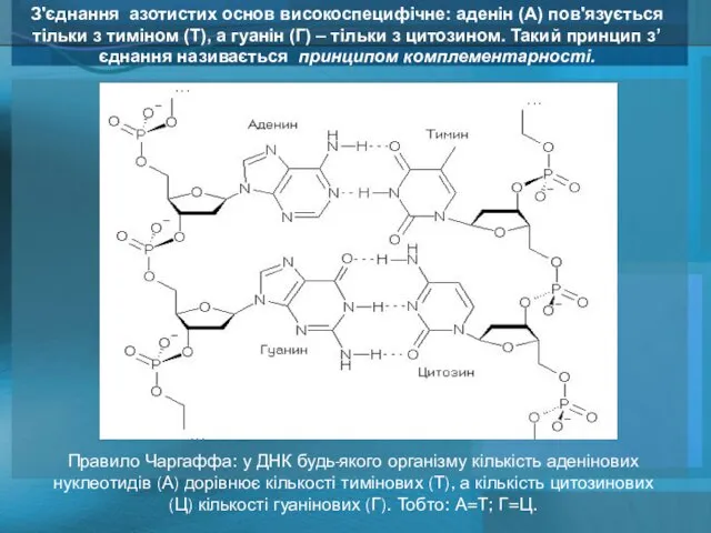 З'єднання азотистих основ високоспецифічне: аденін (А) пов'язується тільки з тиміном (Т),