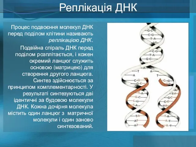 Реплікація ДНК Процес подвоєння молекул ДНК перед поділом клітини називають реплікацією