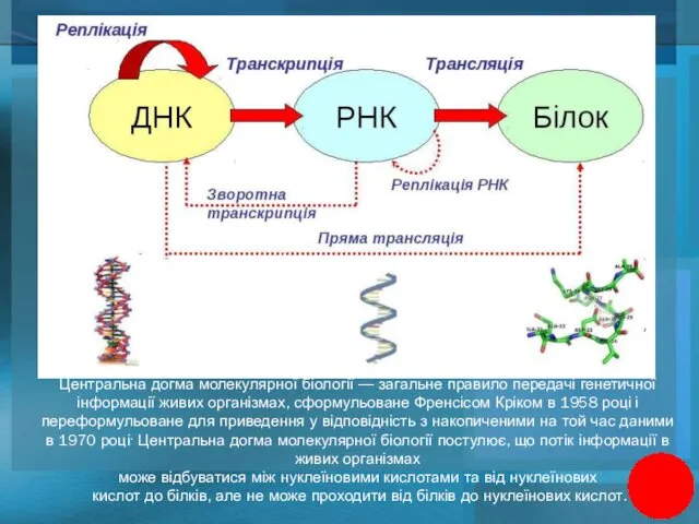 Центральна догма молекулярної біології — загальне правило передачі генетичної інформації живих