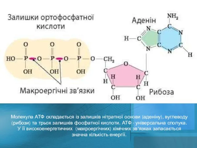 Молекула АТФ складається із залишків нітратної основи (аденіну), вуглеводу (рибози) та