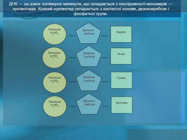 ДНК — це довга полімерна молекула, що складається з послідовності мономерів