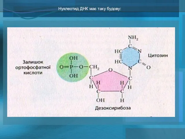 Нуклеотид ДНК має таку будову: