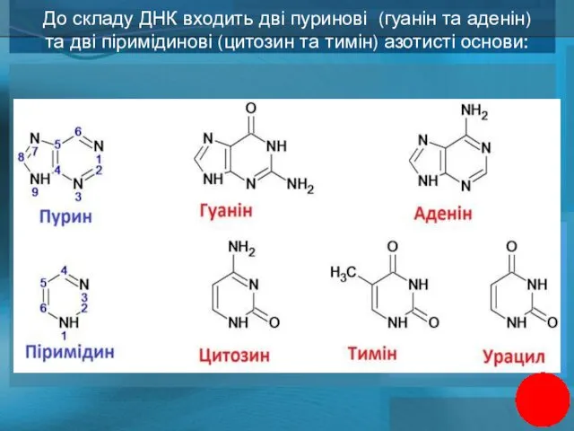 До складу ДНК входить дві пуринові (гуанін та аденін) та дві