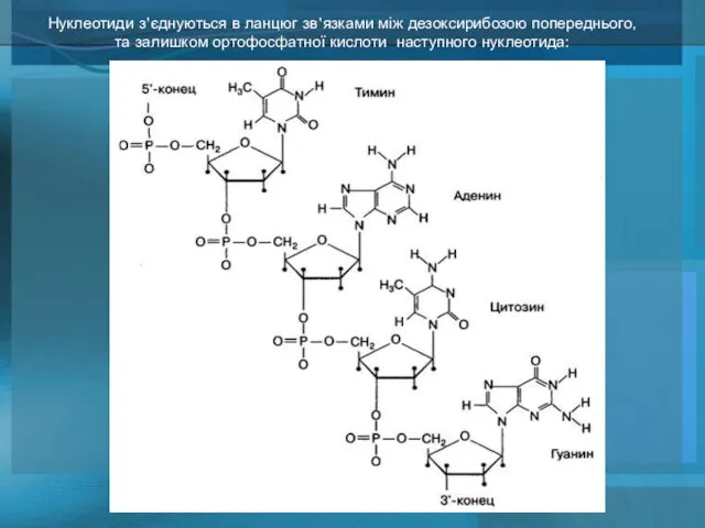 Нуклеотиди з'єднуються в ланцюг зв'язками між дезоксирибозою попереднього, та залишком ортофосфатної кислоти наступного нуклеотида: