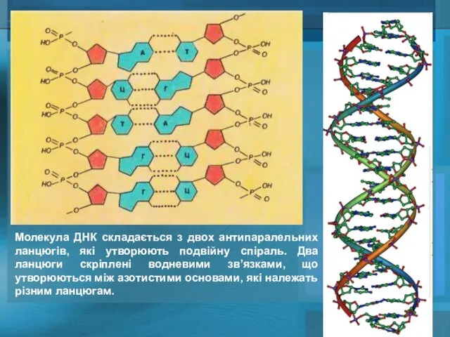 Молекула ДНК складається з двох антипаралельних ланцюгів, які утворюють подвійну спіраль.