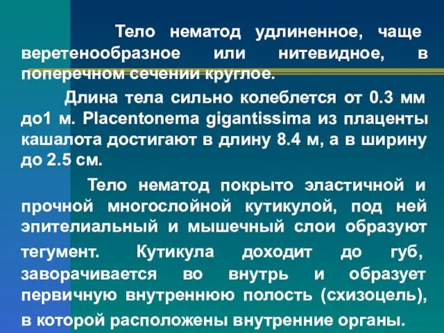 Тело нематод удлиненное, чаще веретенообразное или нитевидное, в поперечном сечении круглое.