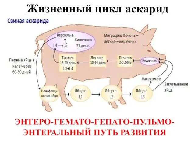 Жизненный цикл аскарид ЭНТЕРО-ГЕМАТО-ГЕПАТО-ПУЛЬМО-ЭНТЕРАЛЬНЫЙ ПУТЬ РАЗВИТИЯ