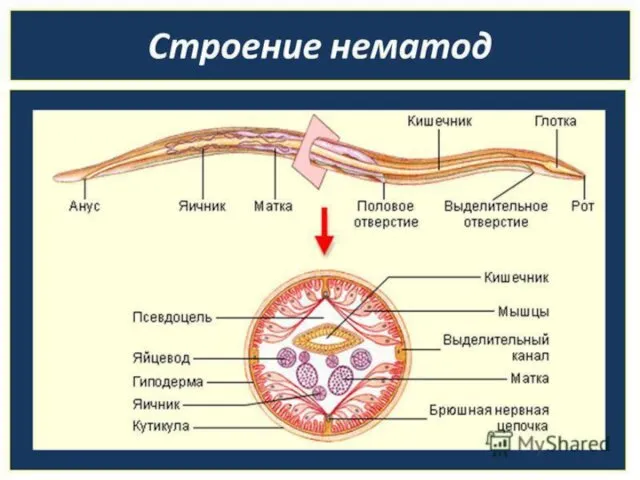 Тип Nemathelminthes, класс Nematoda