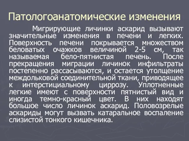 Патологоанатомические изменения Мигрирующие личинки аскарид вызывают значительные изменения в печени и