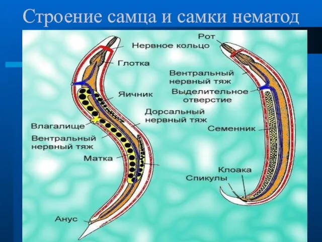 Строение самца и самки нематод