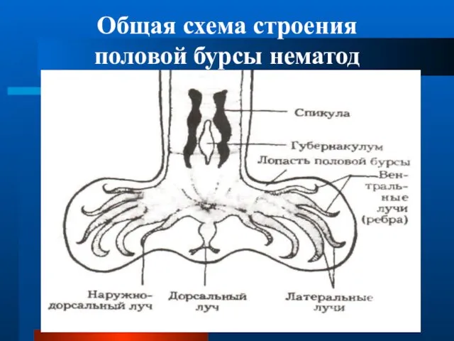 Общая схема строения половой бурсы нематод