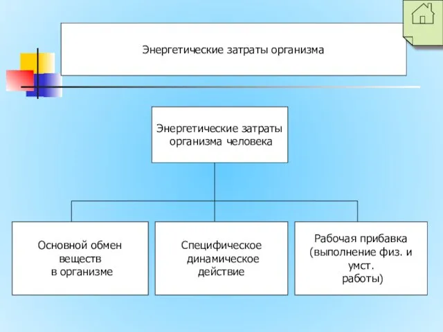 Энергетические затраты организма Энергетические затраты организма человека Основной обмен веществ в