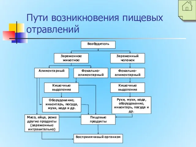 Пути возникновения пищевых отравлений Возбудитель Зараженный человек Зараженное животное Алиментарный Фекально-алиментарный