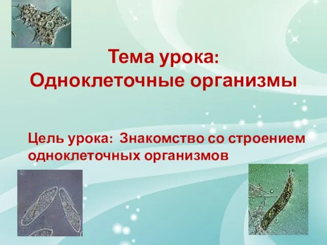 Тема урока: Одноклеточные организмы Цель урока: Знакомство со строением одноклеточных организмов