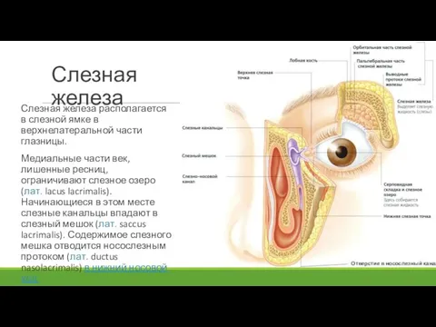 Слезная железа располагается в слезной ямке в верхнелатеральной части глазницы. Медиальные