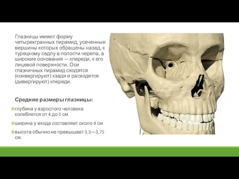 Глазницы имеют форму четырехгранных пирамид, усеченные вершины которых обращены назад, к