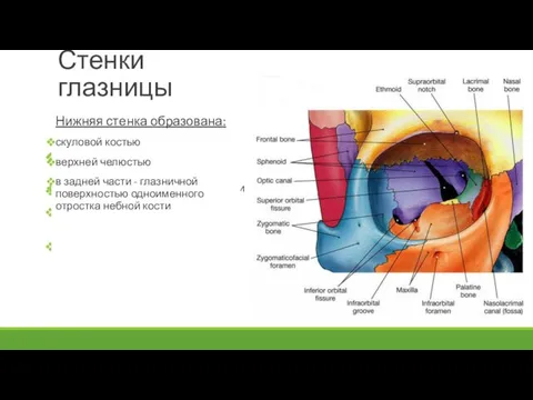 Медиальная стенка образована: лобным отростком верхней челюсти слезной костью глазничной пластинкой