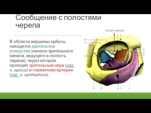 Сообщение с полостями черепа В области вершины орбиты находится зрительное отверстие