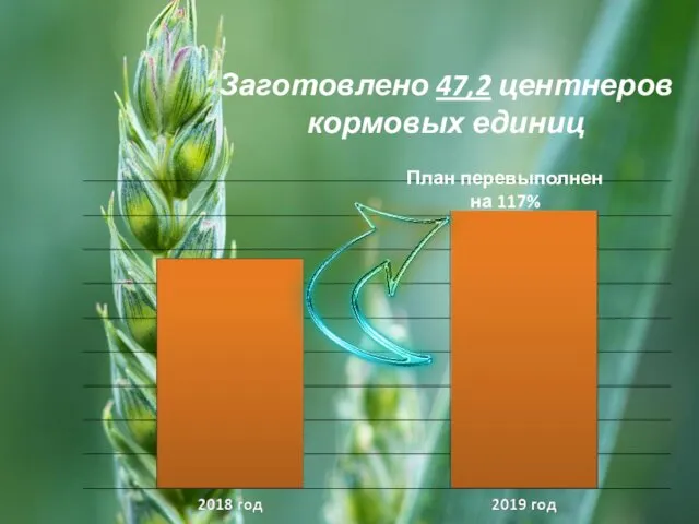 Заготовлено 47,2 центнеров кормовых единиц План перевыполнен на 117%