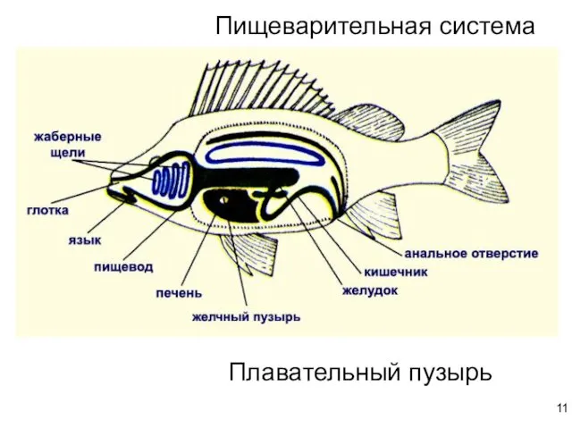 Пищеварительная система Плавательный пузырь 11