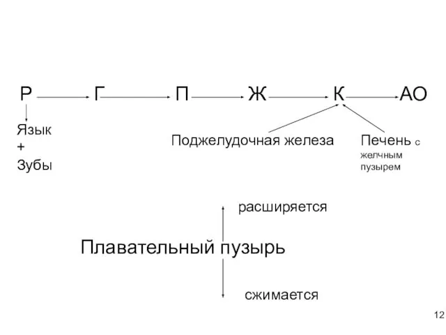 Р Г П Ж К АО Язык + Зубы Поджелудочная железа