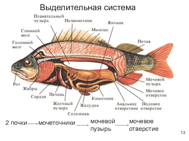 Выделительная система 2 почки мочеточники мочевой пузырь мочевое отверстие 13