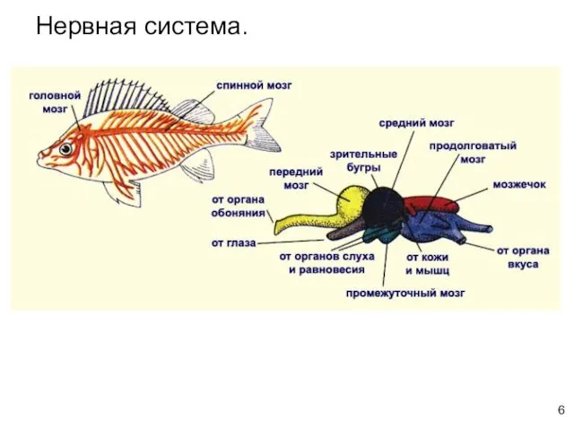 Нервная система. 6