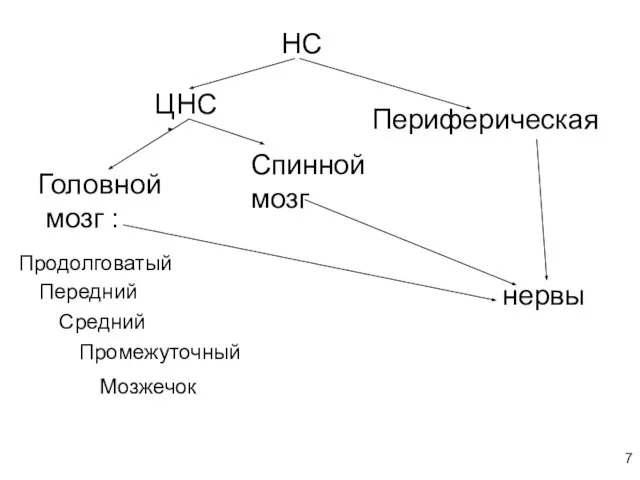 НС ЦНС Периферическая нервы Головной мозг : Спинной мозг Продолговатый Передний Средний Промежуточный Мозжечок 7