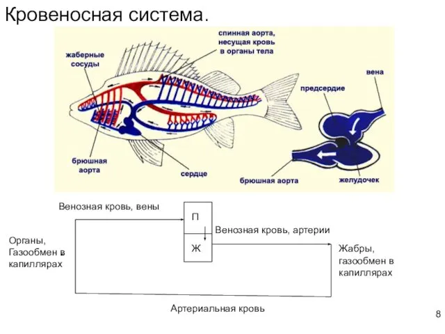 Кровеносная система. Венозная кровь, артерии Жабры, газообмен в капиллярах Артериальная кровь