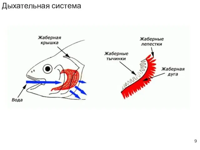 Дыхательная система 9