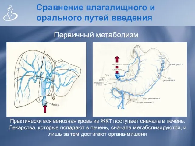 Сравнение влагалищного и орального путей введения Практически вся венозная кровь из