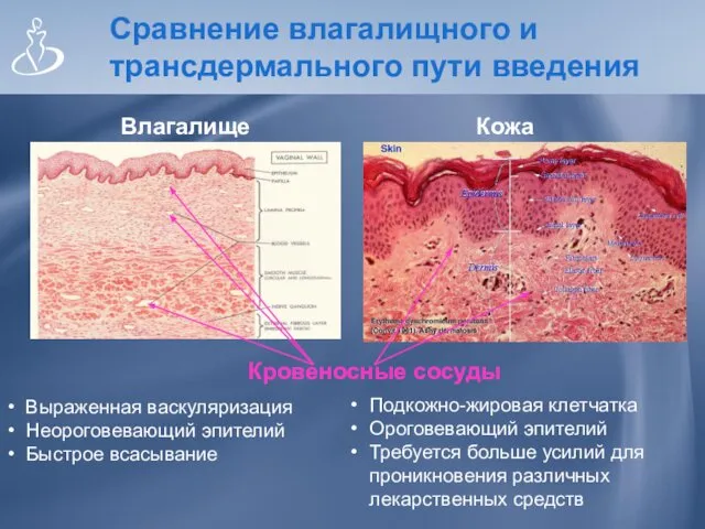 Сравнение влагалищного и трансдермального пути введения Влагалище Кожа Кровеносные сосуды Выраженная