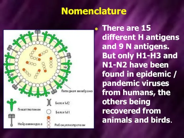 Nomenclature There are 15 different H antigens and 9 N antigens.
