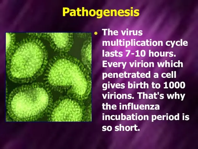Pathogenesis The virus multiplication cycle lasts 7-10 hours. Every virion which