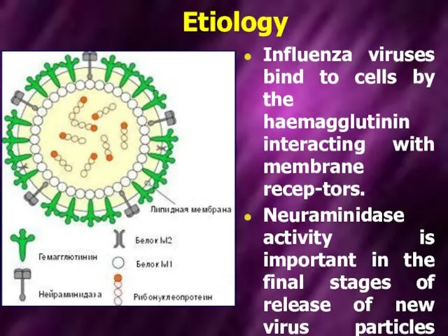 Etiology Influenza viruses bind to cells by the haemagglutinin interacting with