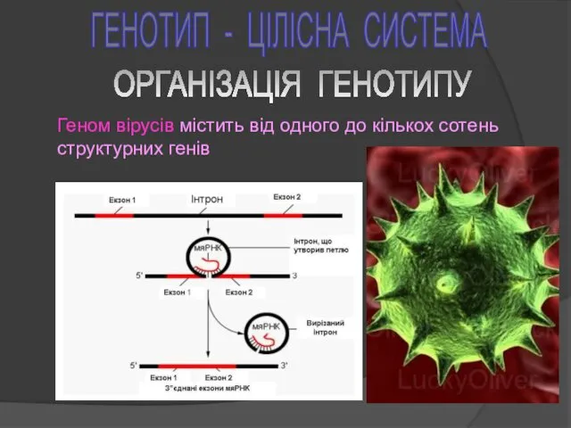 ГЕНОТИП - ЦІЛІСНА СИСТЕМА Геном вірусів містить від одного до кількох сотень структурних генів ОРГАНІЗАЦІЯ ГЕНОТИПУ