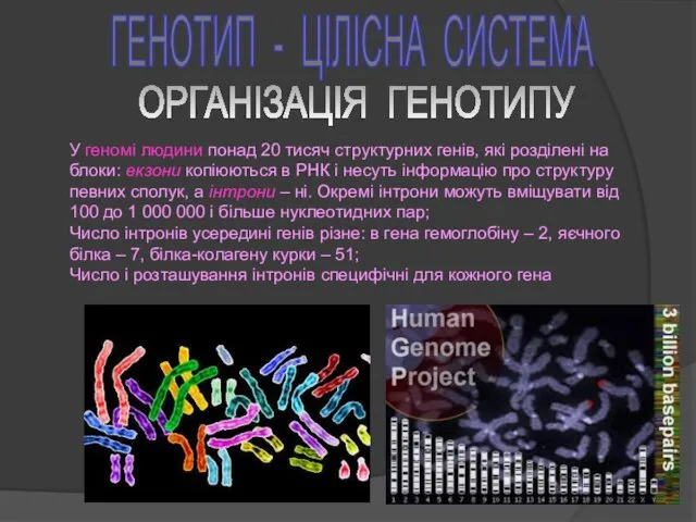 ГЕНОТИП - ЦІЛІСНА СИСТЕМА У геномі людини понад 20 тисяч структурних