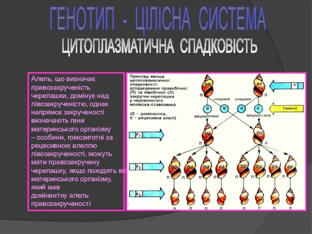 ГЕНОТИП - ЦІЛІСНА СИСТЕМА Алель, що визначає правозакрученість черепашки, домінує над