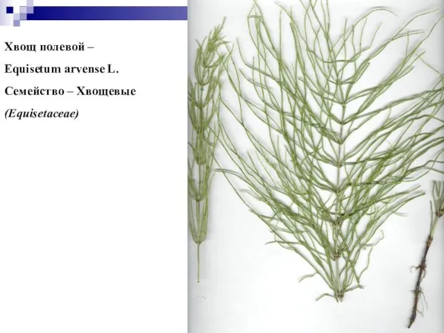 Хвощ полевой – Equisetum arvense L. Семейство – Хвощевые (Equisetaceae)